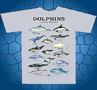 dolphins of the world, bottle nose dolphin
