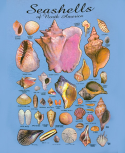 SeaShells0fthe_world