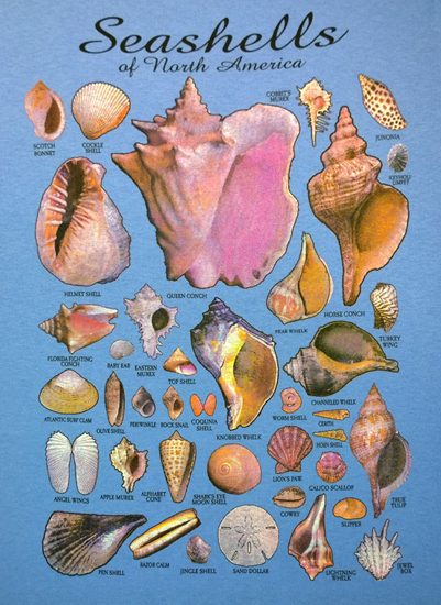 Seashells of North America