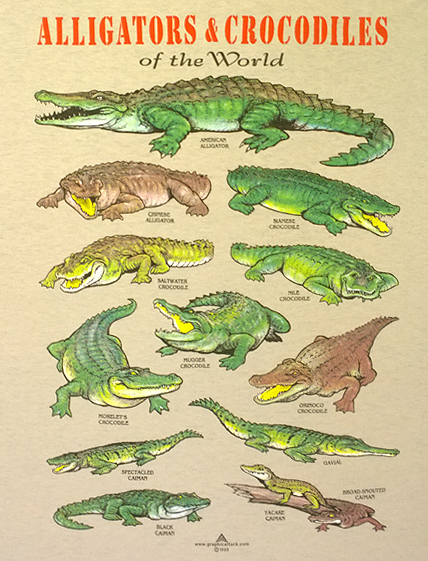 Alligators & Crocodilles