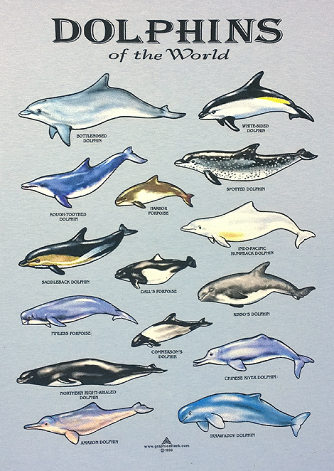 dolphins of the world