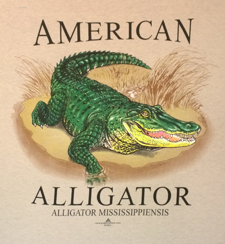 American Alligator